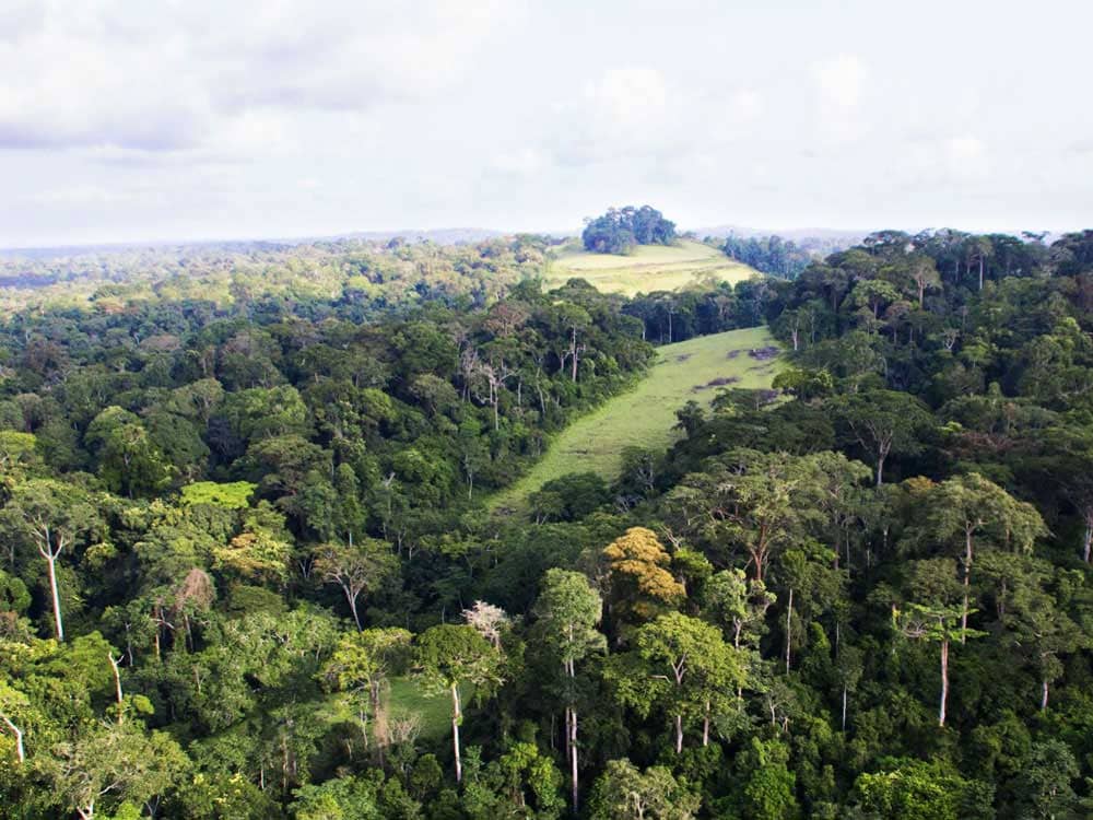 Ebony Project | Congo Basin Institute